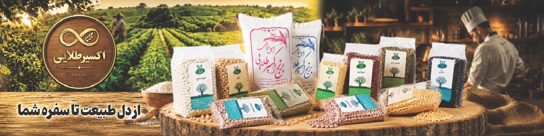 برنج شیرودی